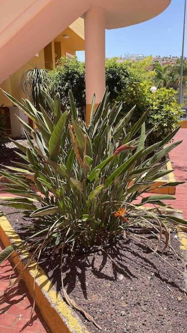 Costa Adeje, 2 Bedrooms Apartment Экстерьер фото
